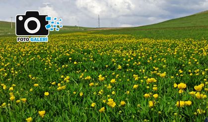Ahlat ovaları düğün çiçekleriyle sarıya büründü