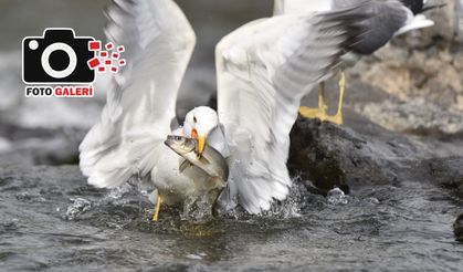 Martılar ile inci kefallerinin mücadelesi başladı