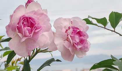 Ahlat’ta güller açtı, çocuklar renk cümbüşünde oynadı
