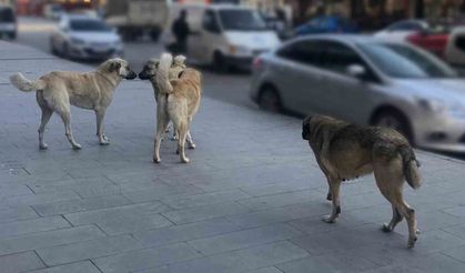 Sokak hayvanları için kapsamlı çalışma: Hedef yıl sonu