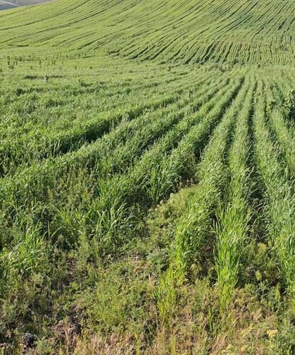 SGK bu kez taşınmaz satacak: Şartlar ve tarih açıklandı