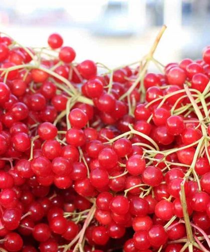 Erzincan’da şifa deposu gilaburuya yoğun ilgi