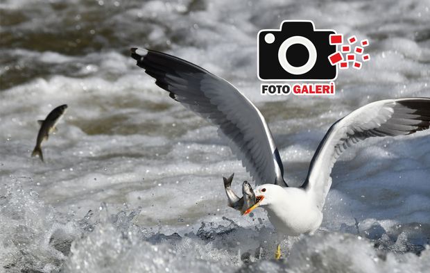 Martıların inci kefali avı fotoğraf karelerine yansıdı