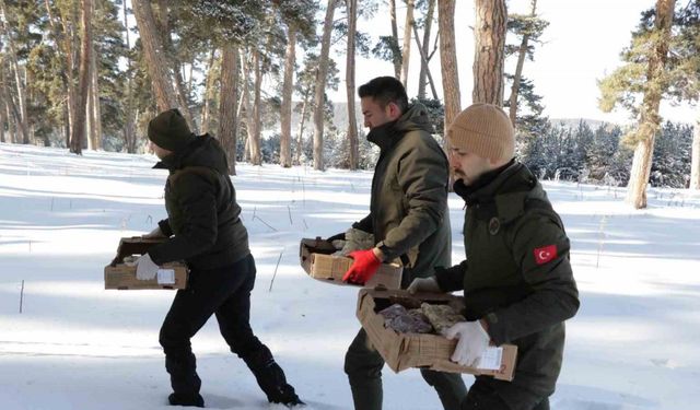 Yabani hayvanlar için doğaya yem bıraktılar