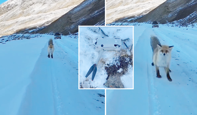 Bitlis’te tilki dronu düşürdü