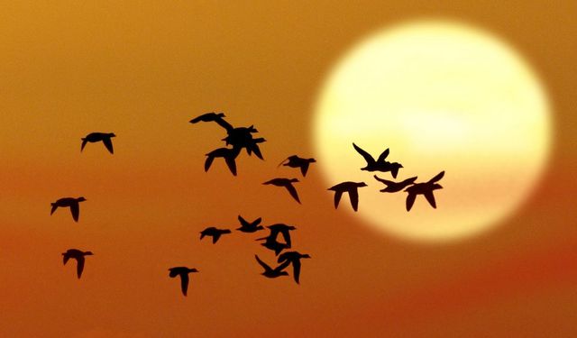 Manası çok şaşırttı: Ev camına kumru konarsa bu oluyormuş