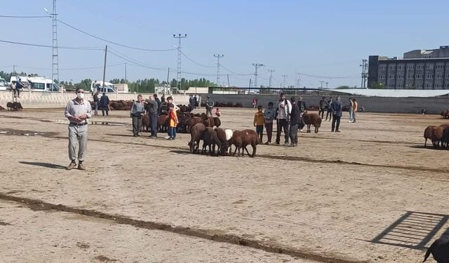 Iğdır hayvan pazarı geçici olarak kapatıldı