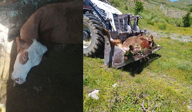 4 Çocuk Annesi Besima Açar'ın İneği Telef Oldu: Geçim Kaynağı Yok Oldu