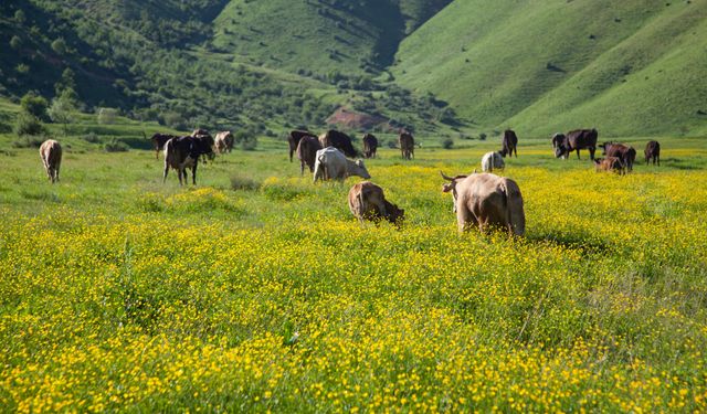 Baharın gelişiyle hayvanlar meralara salındı