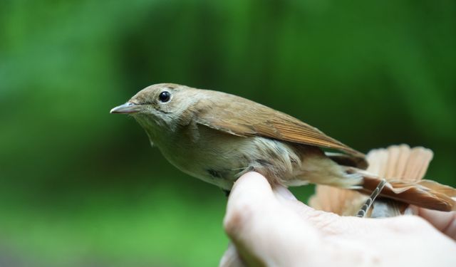 Buna şaşıracaksınız! Bülbülün göç sırrı ortaya çıkıyor!