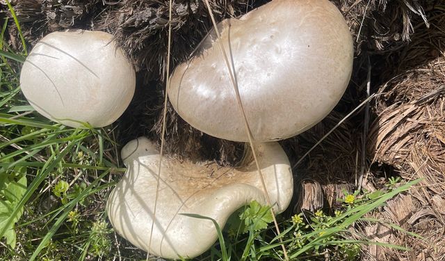 Hizan dağlarında mantar bereketi: Kilosu 600 tl'ye kadar alıcı buluyor