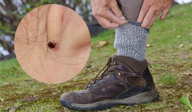 Sıcaklarla Gelen Tehlike: Kene Isırıklarına Dikkat!