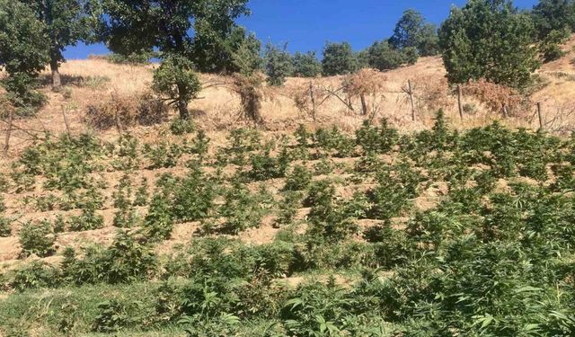 Bingöl’de 19 bin kök skunk bitkisi ele geçirildi