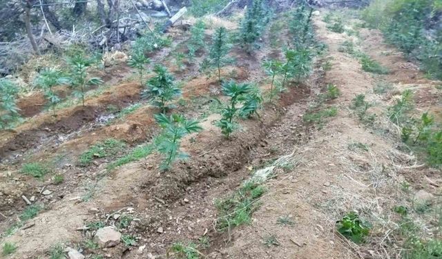Bingöl’de uyuşturucu operasyonu