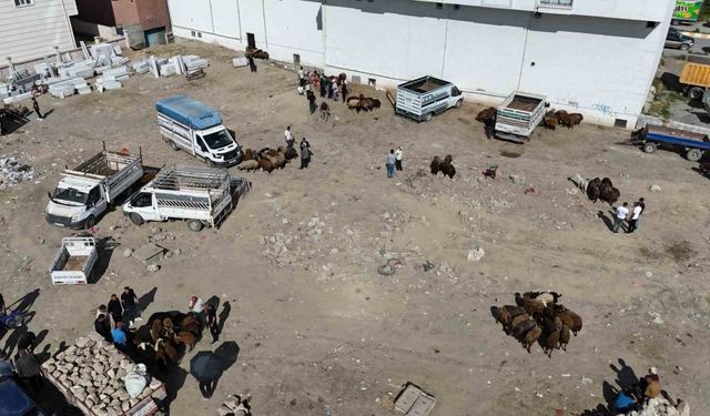 Iğdır’da bayrama 1 gün kala kurbanlık telaşı havadan görüntülendi