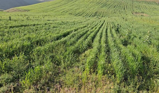 Köye döneceklere yapılacak büyük yardım ortaya çıktı: Kısa süre geçerli