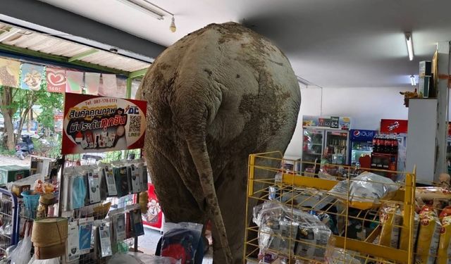 Tayland'da fil markete girdi