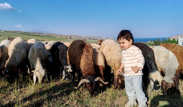 Ahlat’ta sürüler ilgi odağı oldu