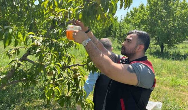 Akdeniz meyve sineğine karşı mücadele ediliyor