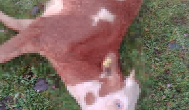 Ardahan’da yıldırım düştü, 5 inek telef oldu