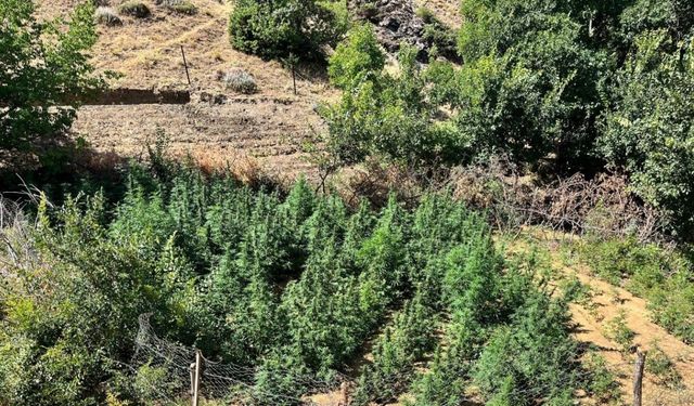 Bingöl’de bin 651 kök kenevir bitkisi ele geçirildi