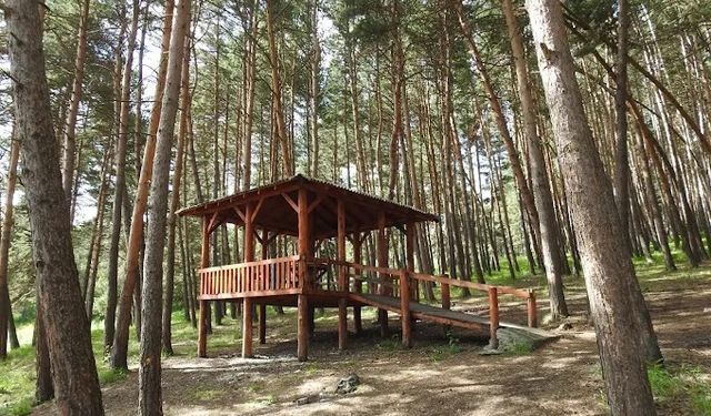 Bu ilde ormanlara giriş yasaklandı