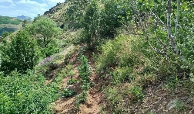 Genç kırsalında operasyon: Jandarma 8 noktada kenevir buldu