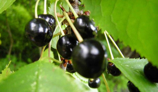 Posof’ta karla kaplı dağlar ve meyve dolu vadiler