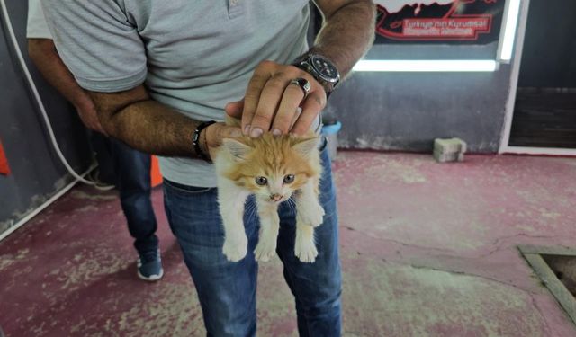 Yavru kedi aracın motoruna gizlendi üç şehir dolaşıp annesine kavuştu