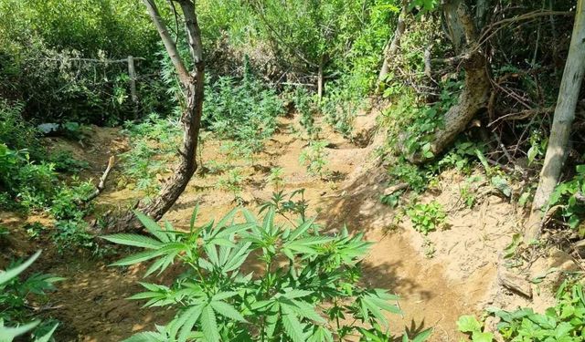 Bingöl’de bin 696 kök kenevir bitkisi ele geçirildi