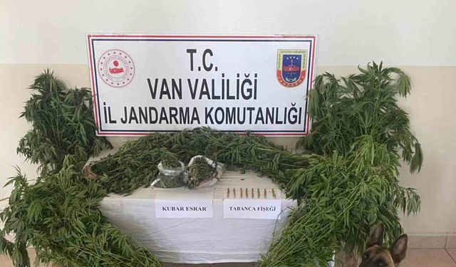 Evin çatısına kenevir ekti