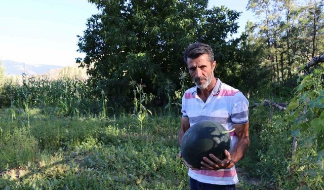Karain karpuzunun hasadı başladı