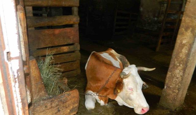 Posof’ta şap hastalığı besicileri zor durumda bıraktı