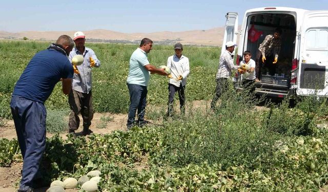 Sıhke kavununun hasadına başlandı
