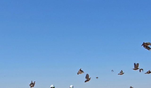 Tunceli’de doğaya 200 kınalı keklik salındı