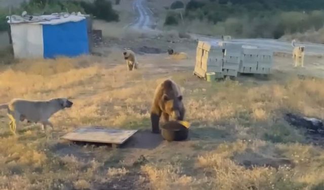 Tunceli’de karakolun davetsiz misafiri: Bozayı