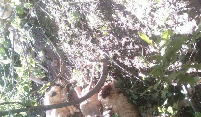 Tunceli’de kurt saldırısı sonucu oluşan izdihamda 30 koyun telef oldu