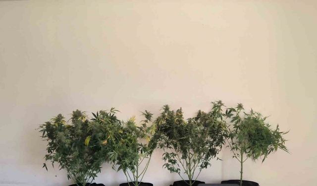 Tunceli’de yasaklı madde operasyonları: 14 gözaltı