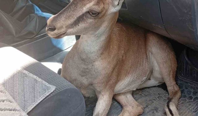 Yaralı yavru dağ keçisi tedavi altına alındı