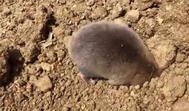 Yuva yapmak için kazı yapan köstebek kameraya yansıdı