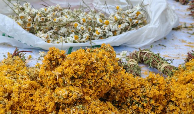 Bitlis’in Kurutulmuş Bitkileri Kışa Hazırlıyor