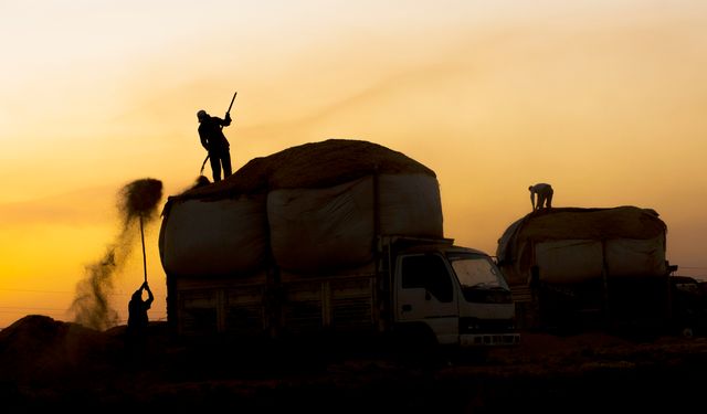 Bitlisli çiftçilerden kışa hazırlık: Saman mesaisi başladı