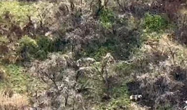 Anne boz ayı 2 yavrusuyla kayalıklarda ilerlerken görüntülendi