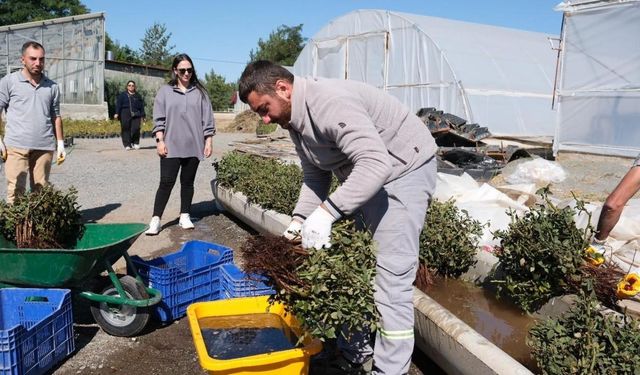 Erzincan’da kesme gül serası hayata geçiriliyor