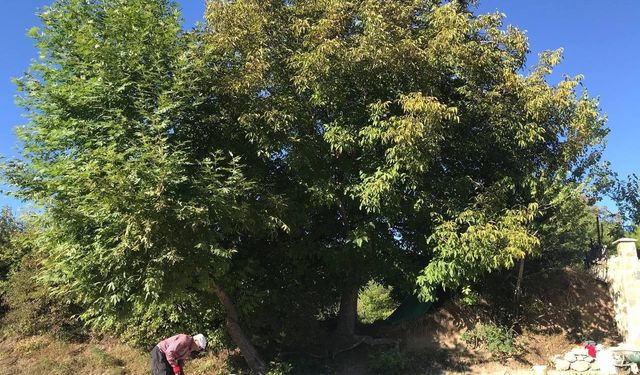 Erzincan’da köylülerin zorlu ceviz hasadı başladı