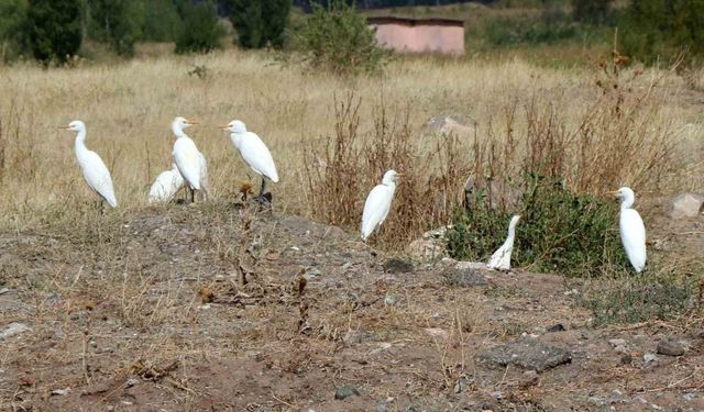 Erzincan’da süzülen kuşların göç hareketleri izleniyor