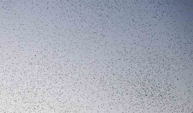 Güroymak'ta kuşların dansı hayranlık uyandırdı