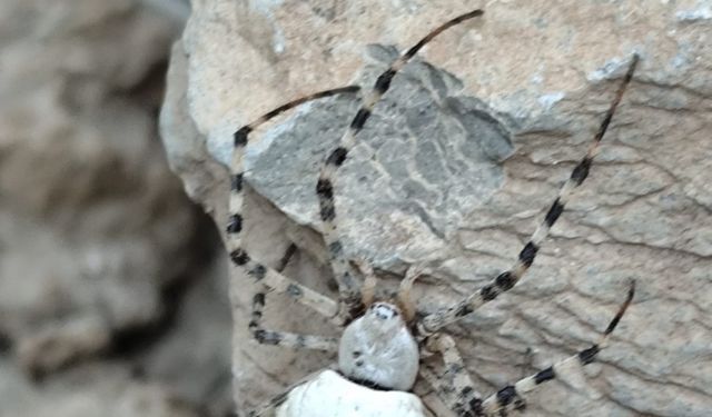 Hakkari’de dünyanın en zehirli örümcek türlerinden biri görüldü