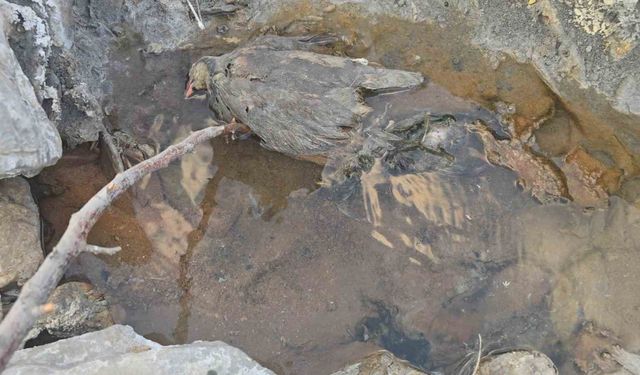 Hakkari’de gizemli kükürt vadisi: İnsanlara şifa, hayvanlara ölüm