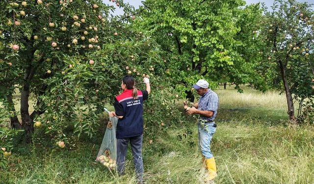 Kağızman’da elma bahçelerinde Pestisit denetimi